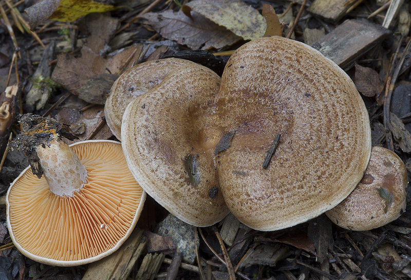 Lactarius quieticolor